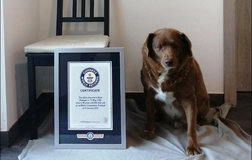 Lehet, hogy mégsem volt 31 éves Bobi, a Guinness-rekorder portugál kutya