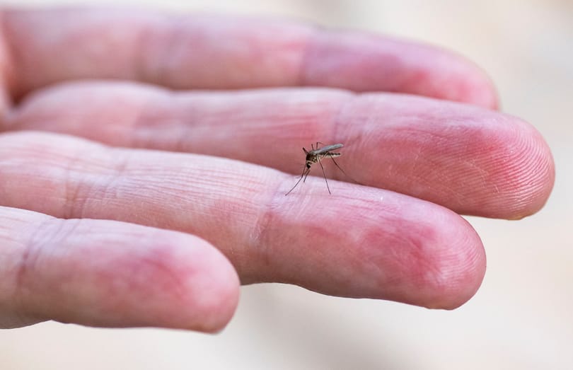 Újabb területeken irtják a szúnyogokat