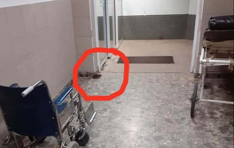 Patkány szaladgált a berettyóújfalui kórház folyosóján