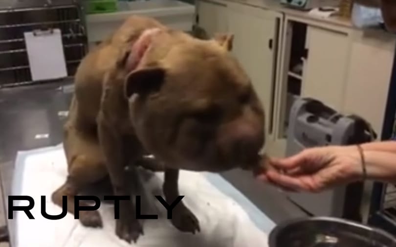 Szívszorító videó: labda méretűre nőtt egy láncon tartott kutya feje
