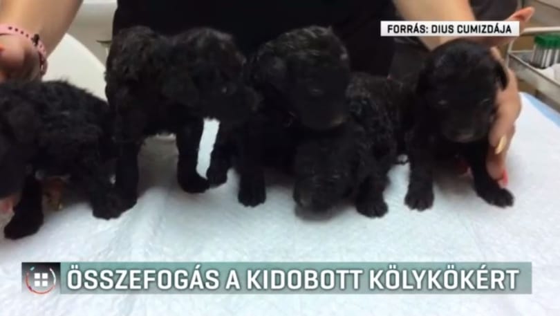 Nejlonszatyorba tettek és kidobtak hét kiskutyát Hevesen