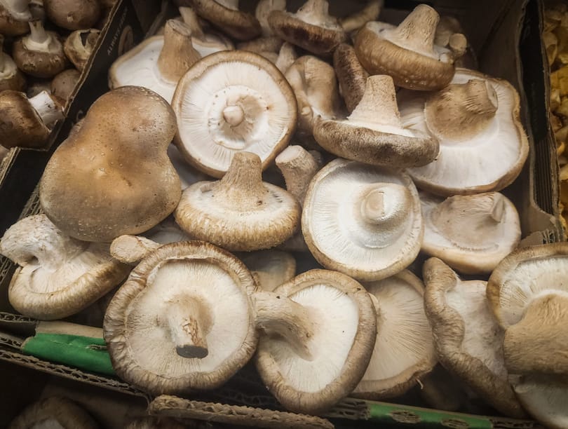 Ártatlannak vallja magát az ausztrál nő, aki mérgező gombát tálalt fel egy családi ebéden