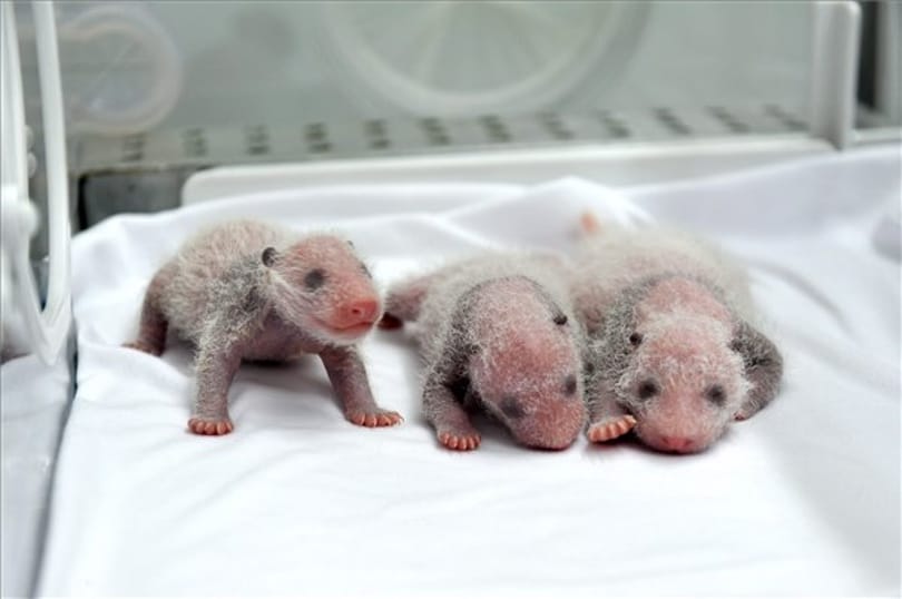 Még csúnyák az újszülött panda hármasikrek - fotó
