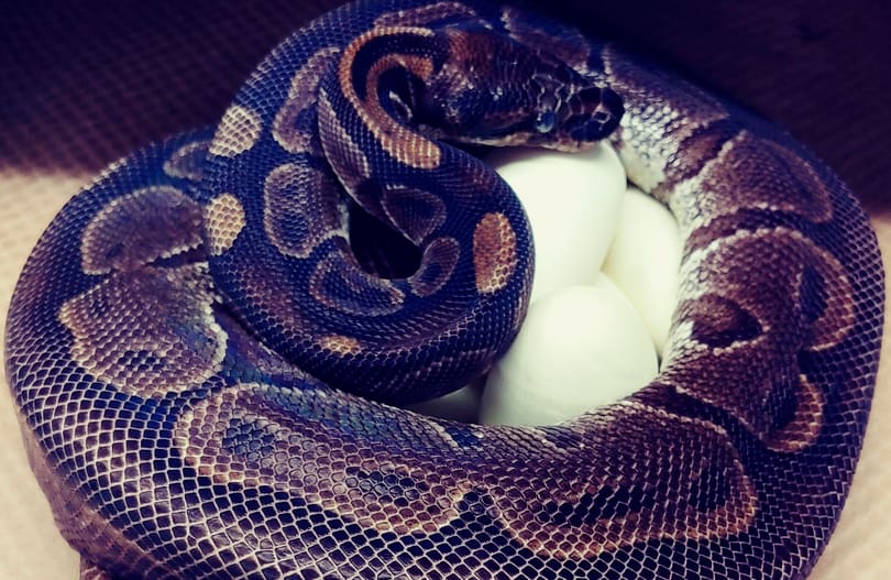 Úgy rakott le tojásokat egy nőstény királypiton, hogy 20 éve nem volt hím közelében