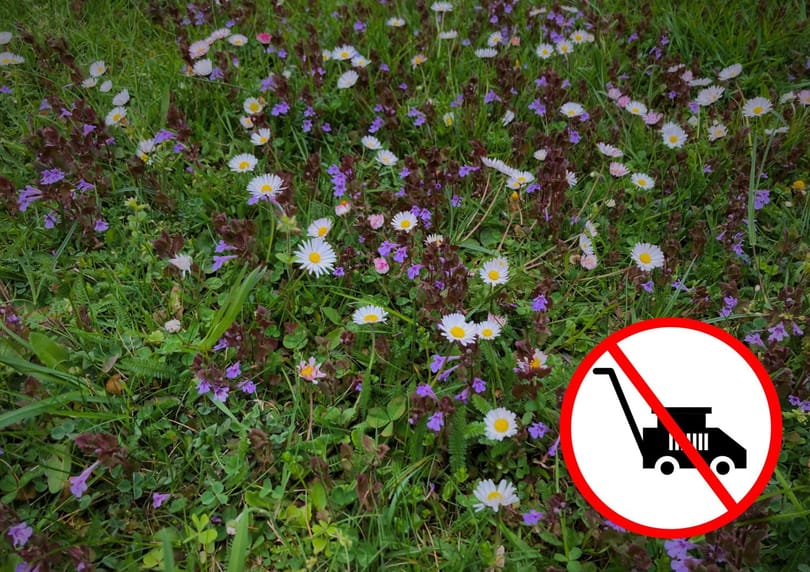 Bécsben a vadvirágokkal tarkított gyep nem a hanyagság, hanem a környezettudatos szemlélet jele