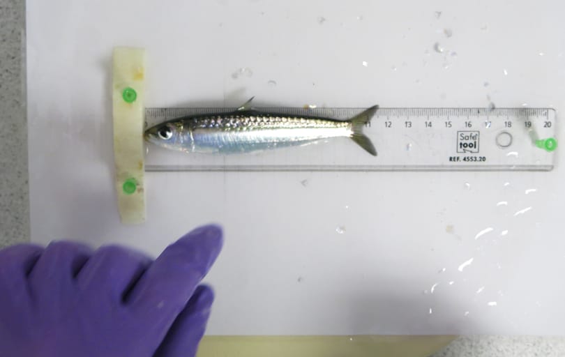 15 centisről 11 centisre, 30 grammosról 11 grammosra zsugorodtak a szardíniák tíz év alatt