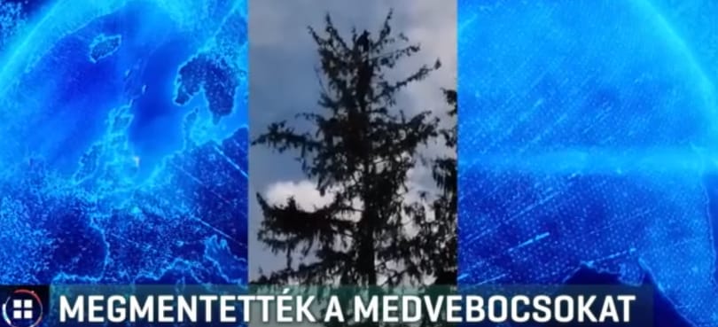 Fa tetejéről mentettek medvebocsokat Tusnádfürdőn