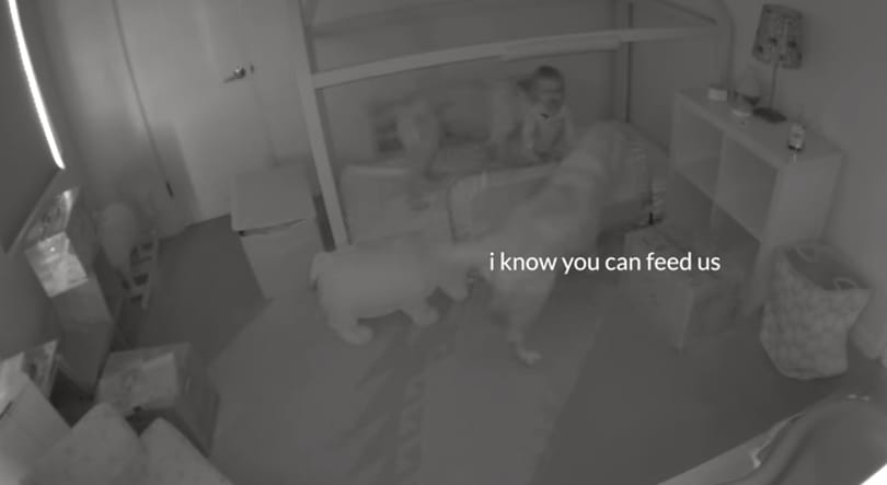 Lepaktált a babával a család két kutyája, de a bébiőr lebuktatta őket – videó
