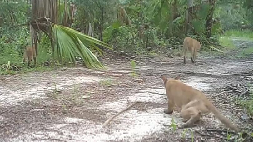 Rejtélyes idegrendszeri betegség miatt támolyognak az állatok Floridában – videó