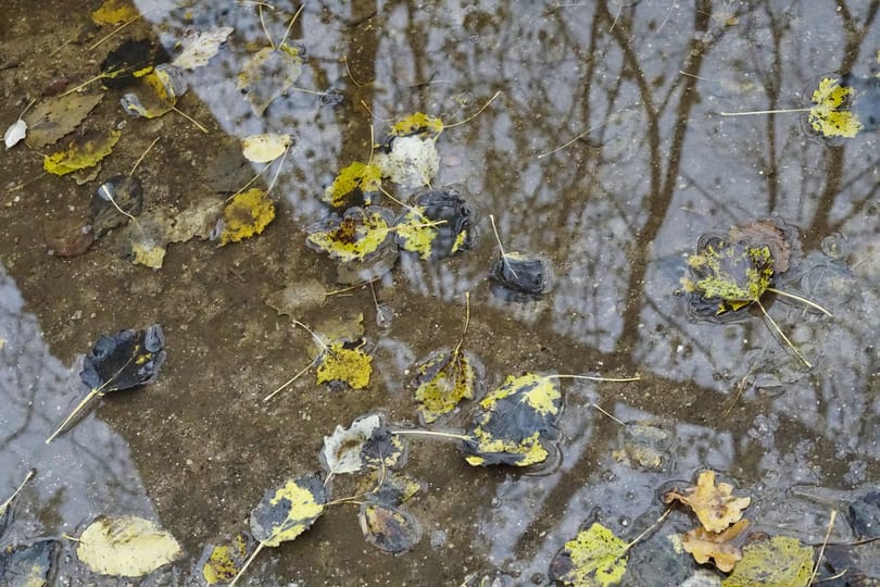 Esős, változékony idővel fordulunk be november közepére