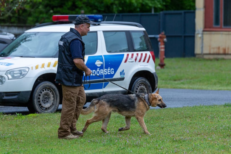 Az ukrán háborúban meglőtt kutyát fogadott örökbe a budapesti rendőrség