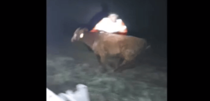 Petárdától megriadt bikák jártak az M5-ösön