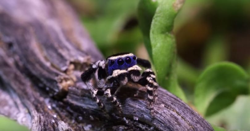 Pók, ami nem ijesztő? Ennek a nézése és a járása is aranyos – videó