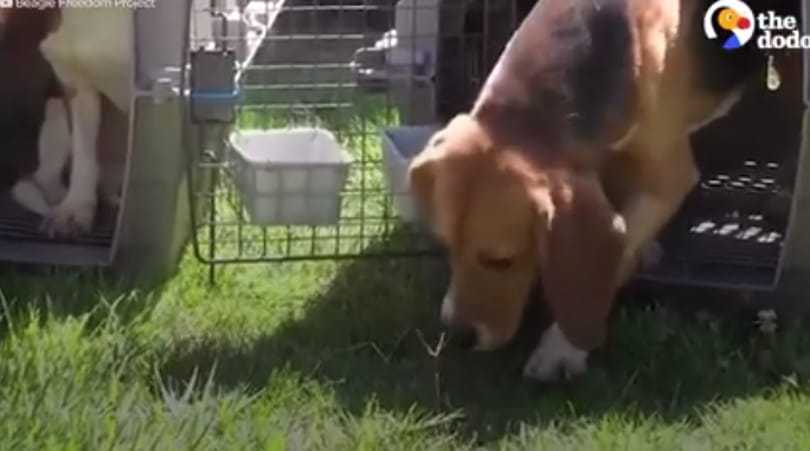 Retinába ég a laborból kiszabadított kutyák tekintete - videó
