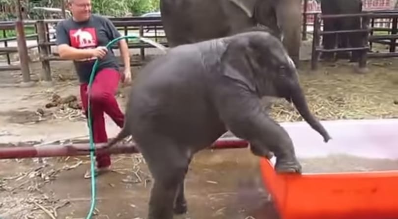 Videó: Teljesen bekészült a fürdőtől a kiselefánt