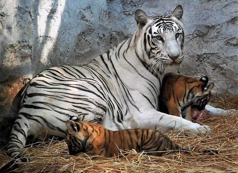Fotó: fehér tigris szült sárga kölyköket