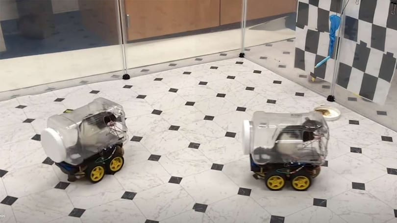 Megtanították a patkányokat vezetni, és ez fontosabb, mint elsőre gondolná