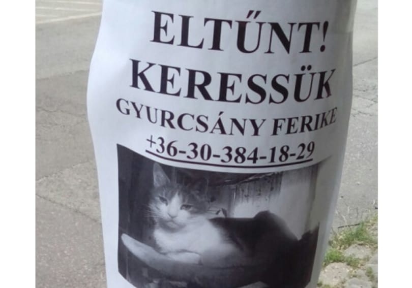 Kiderült, hogy elgázolták Gyurcsány Ferikét