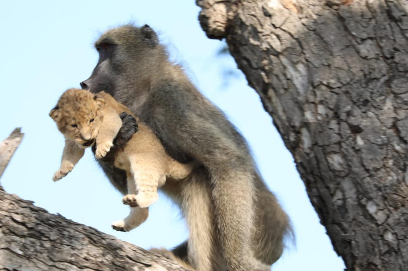 Oroszlánkölyköt lopott egy pávián Dél-Afrikában
