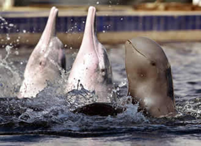 Háló okozhatta több tucat delfin halálát