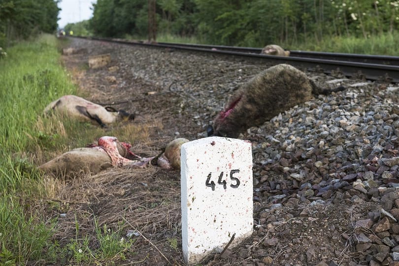 Bíróság elé kerülhet a juhász, akinek elgázolta a vonat a juhait