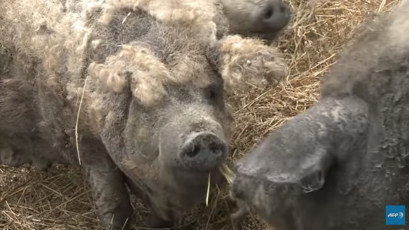 Videó: világhírű magyar exportcikkről riportozott az AFP