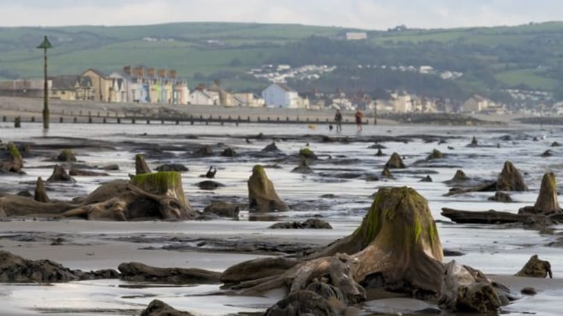 4500 éves erdő fái bukkantak fel a tengerből Wales partjainál