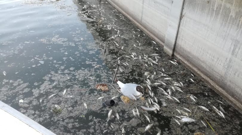 40 jet-skivel kavarnák fel a Velencei-tó vizét, hogy oxigénhez jussanak a halak