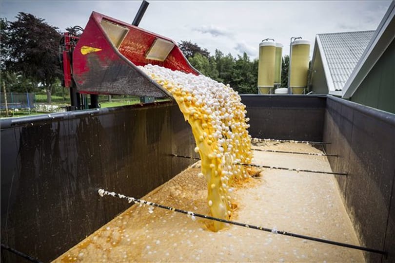 Tönkremennének a kistermelők, de nemcsak ezért tiltakoznak az óriási tojásfarm ellen Vas megyében