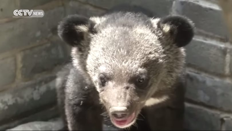 Videó: Kutyának nézett medvéket nevelt egy kínai férfi