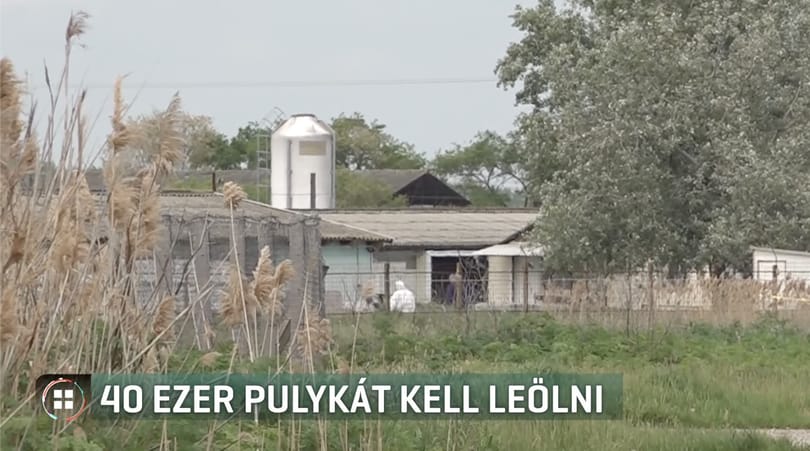 40 ezer pulykát ölnek le Szarvason a madárinfluenza miatt