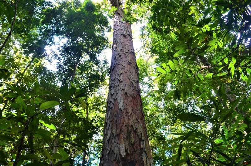 Kukacokat evett és a saját vizeletét itta az Amazonas vidékén eltévedt férfi