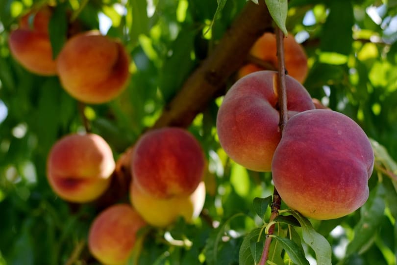 Alig terem idén őszibarack a tavaszi fagyok miatt