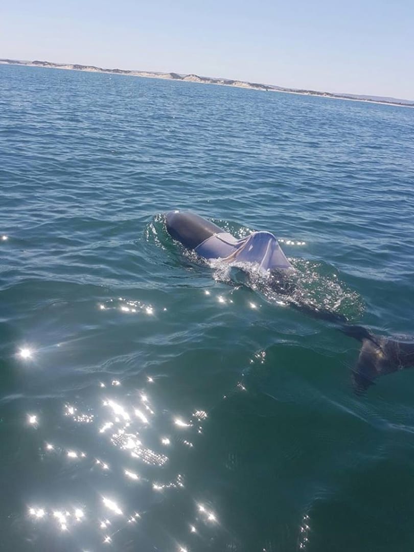Fotó: Pólót adtak a delfinre, most keresik, hogy megmenthessék