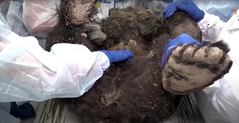 Felboncolták egy 3500 éves, Szibériából előkerült medve tetemét – videó