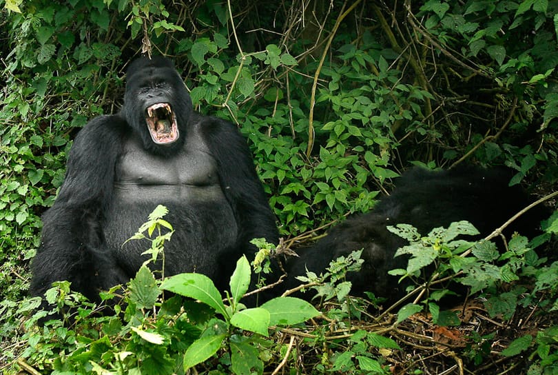 Elszabadult egy gorilla a londoni állatkertben