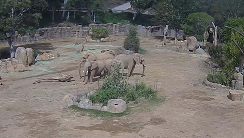 Szívmelengető felvétel készült a földrengéstől megriadt borjaikat védő elefántokról
