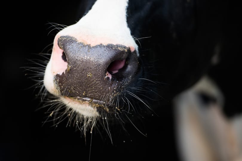 Milliárdokat tolt agrárcégébe Csányi Sándor
