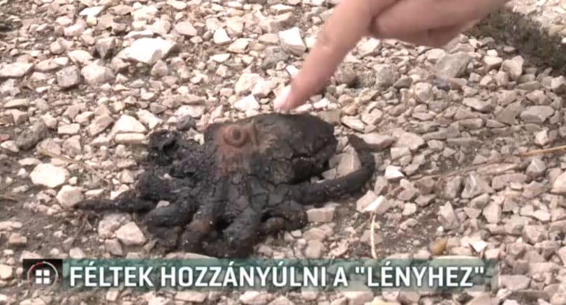 Polipszerű izé keltett riadalmat egy Győr melletti faluban