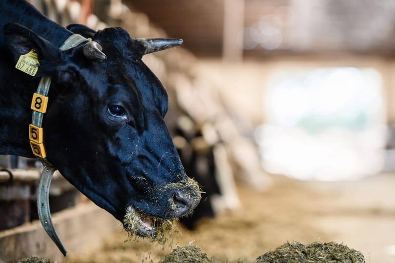Megköti a metán 80 százalékát, üzemanyagot csinál belőle egy új megoldás