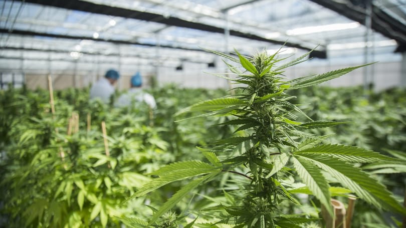 Meghökken, ha megtudja, melyik európai ország a legális könnyű drogok legnagyobb exportőre