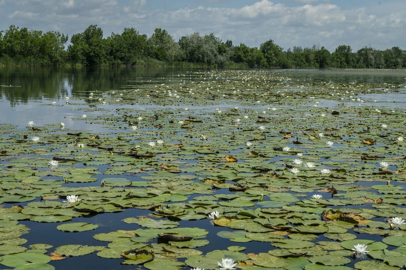 Áradt a felgyorsult Tisza és mindent letarolt