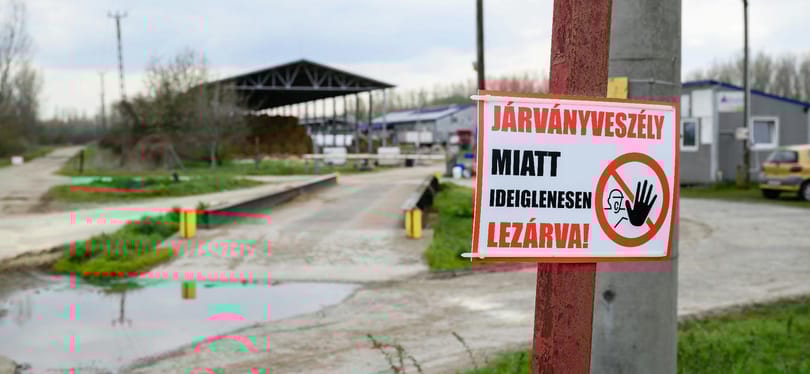 Nébih: befejeződött a ragadós száj- és körömfájással fertőzött telepek felszámolása