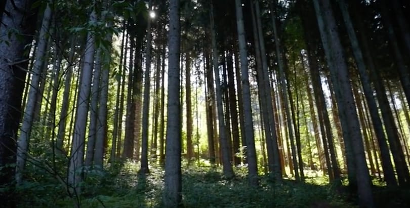 102 méteres fát találtak Tibetben, 500 évesnél is idősebb lehet
