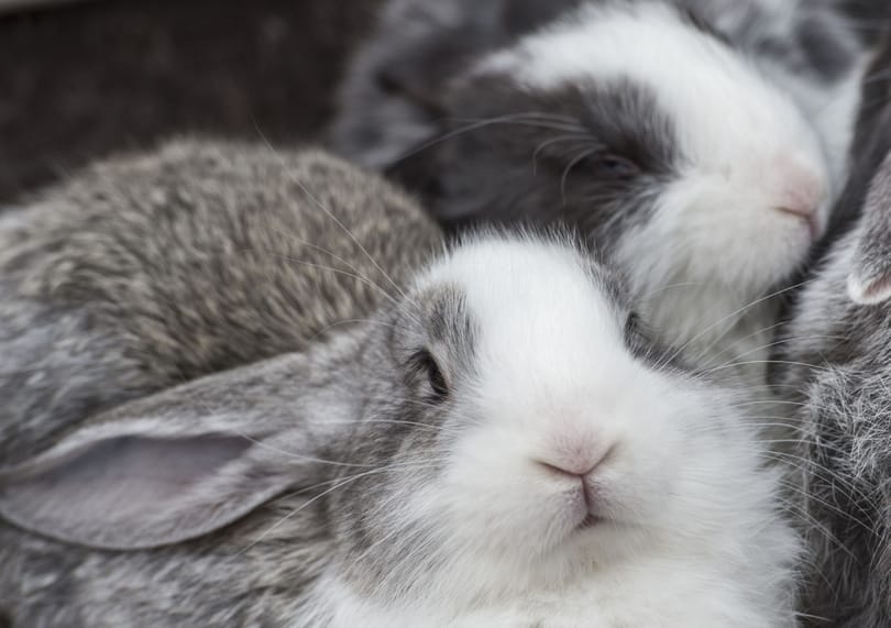 Sírni is lehetne a nyuszik halálán, de most örülnek neki