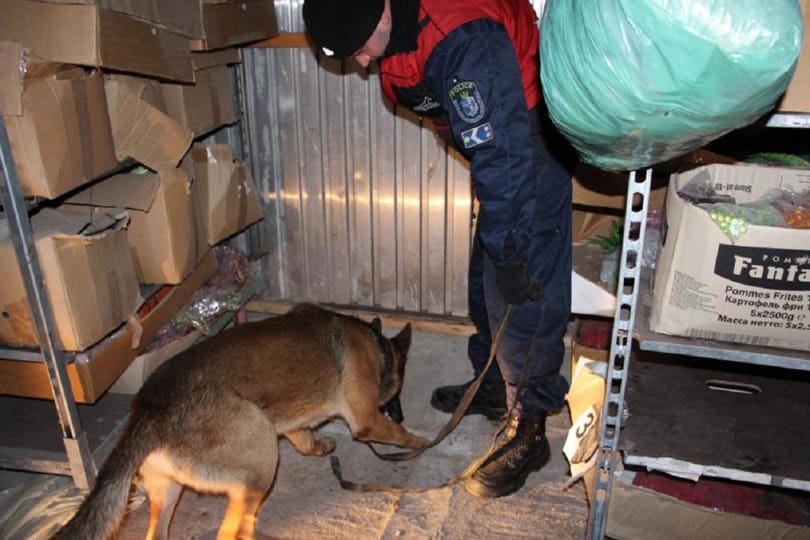 252 tő fű fért el egy rejtett alagsorban - videó