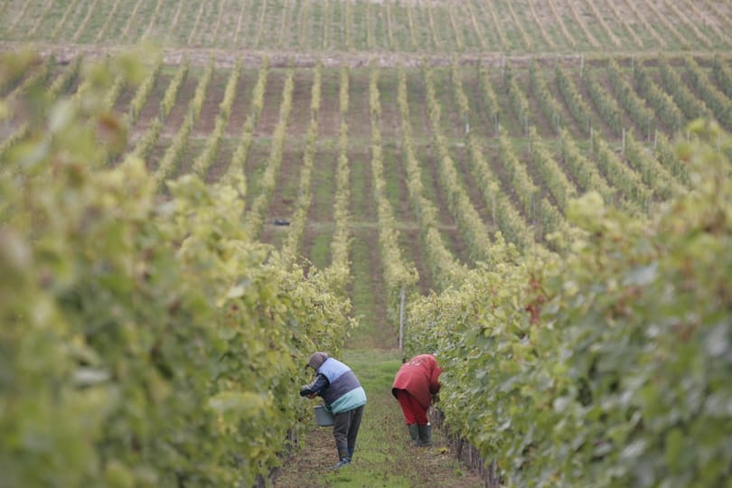 100 milliárdot nyomnának bele Tokaj-Hegyalja fejlesztésébe