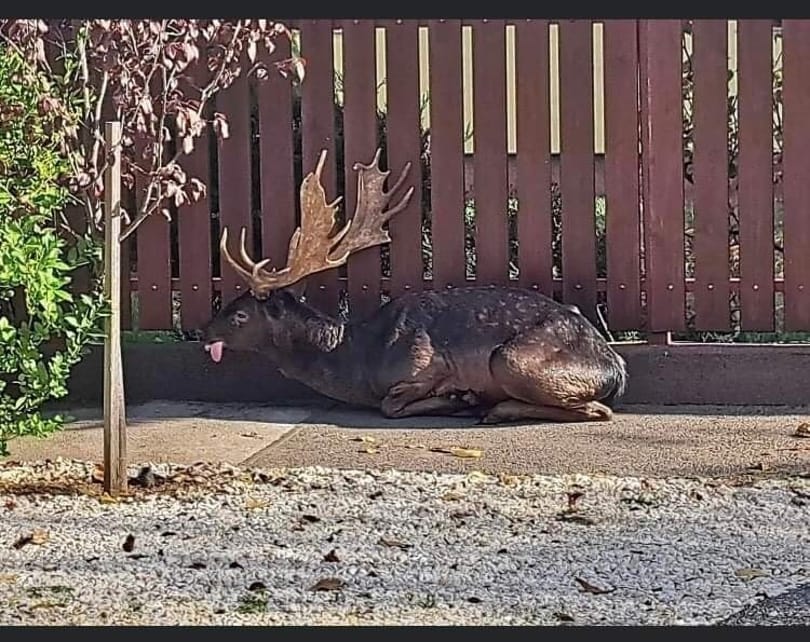 Sokkos állapotú dámszarvas vágtatott hétvégén az Üllői úton
