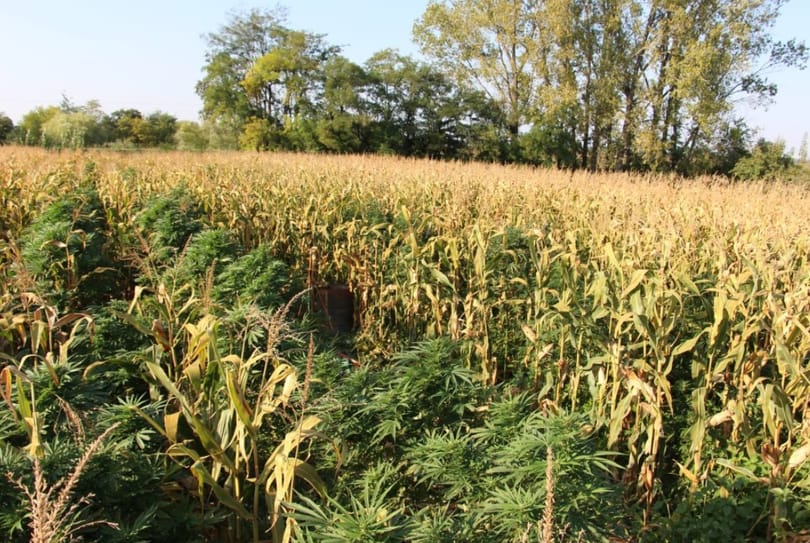 Kukoricának álcázta a kannabiszt – nem jött be