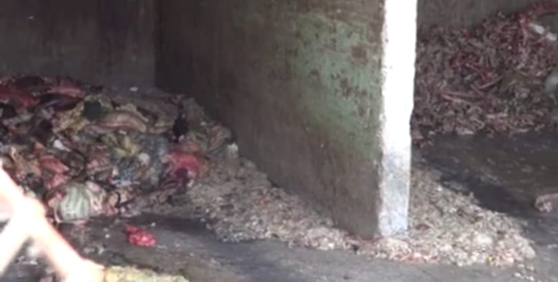 Bűzös folyadék ömlik a Szamosba egy húsüzemből – gyomorforgató videó
